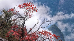 第十九届重庆长江三峡（巫山）国际红叶节即将开幕