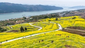 重庆丰都：油菜花开长江岸
