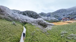 重庆南川：漫山雾凇似花开