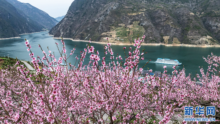 三峡地区迎来繁花盛景