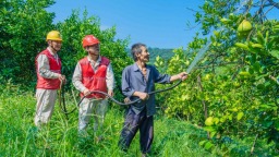重庆长寿：满格电力润柚林