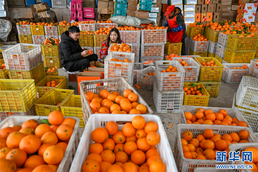 重庆万州：玫瑰香橙丰收 结出增收果实