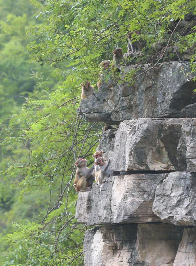 重庆巫山：小三峡猕猴添新丁