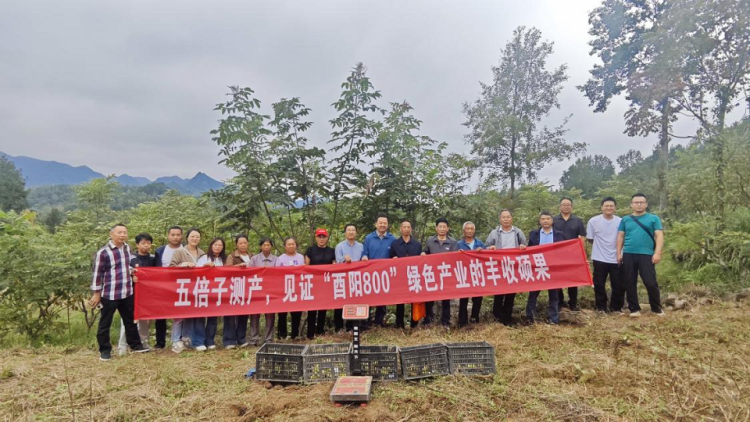 重庆酉阳：林下经济结“金果” 乡村振兴添动能_fororder_mmexport1758869282958