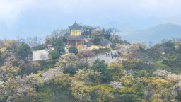 重庆：春光加 “碚” 市民共赴赏花之约