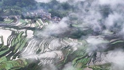 重庆酉阳：梯田披“云裳” 乡村如画卷