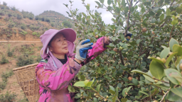 深化集体林权制度改革 | 重庆酉阳油茶从“柴火树”变身“共富金果”