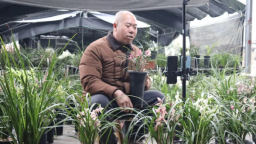乡村振兴·重庆彭水在行动 | 高谷镇兰花种植赋能乡村振兴