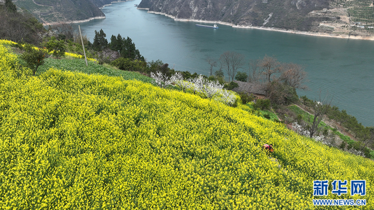 三峡地区迎来繁花盛景