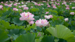 重庆铜梁：千亩荷塘 “荷”你有约