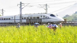 重庆北碚：来龙黄花 助农增收