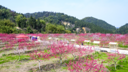 重庆巴南：“百花映春·登峰食趣”第三届寻春消费旅游季即将启幕