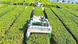 重庆山地采茶机器人来了 2秒可采一片茶叶