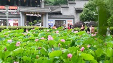重庆：早荷初绽 市民打卡享惬意生活