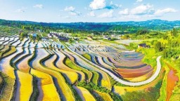重庆南川：千亩梯田映出好“丰”景