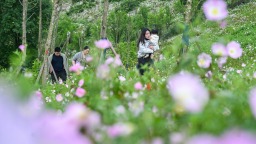 重庆竹溪河公园月见草盛放