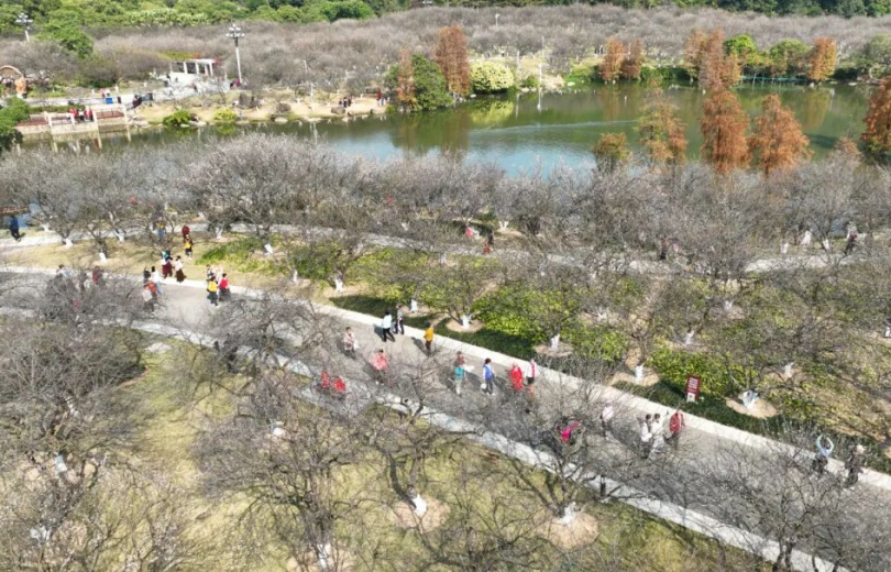 「蘿崗香雪」の梅が見頃に！