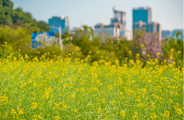 黄埔の絶景「菜の花畑」！