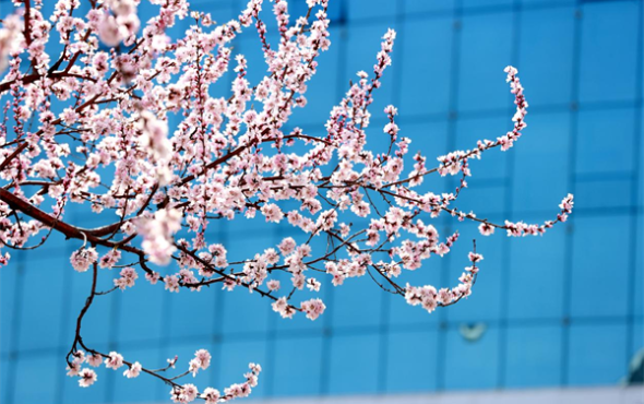 延吉春日来 又见桃花开