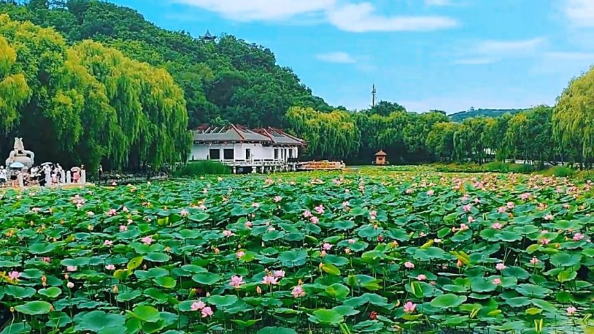 吉林市：夏日荷韵引客来