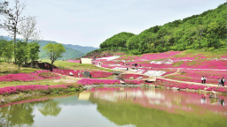 蛟河市：芝樱花海如云似霞