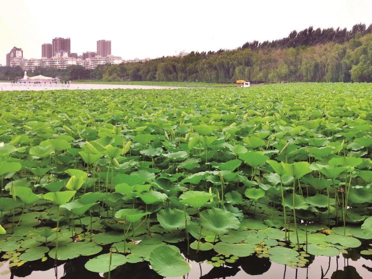 松原市镜湖公园：荷花苍翠欲滴