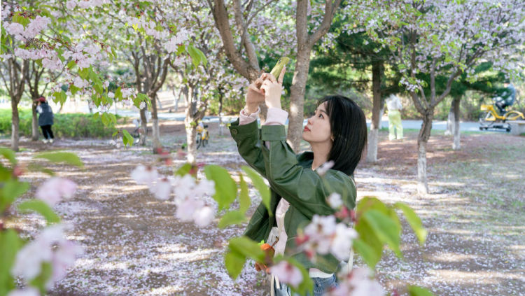 次第花开撬动吉林“赏花经济”