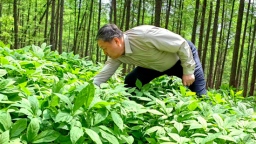 珲春华瑞参业林下参种植基地绘就生态种植新图景