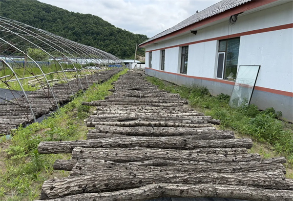 延边州安图县：夏野“丰”光无限好_fororder_吉林夏野1