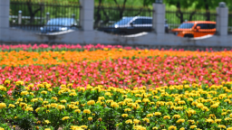 繁花次第绽芳华 延吉公园满园花色醉游人