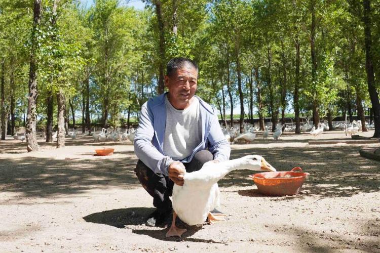 “鹅鹅鹅”唱响东屏致富歌