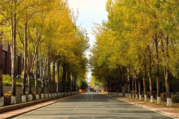 长春汽开区的秋 是硬核的 也是温柔的_fororder_吉林汽开区2