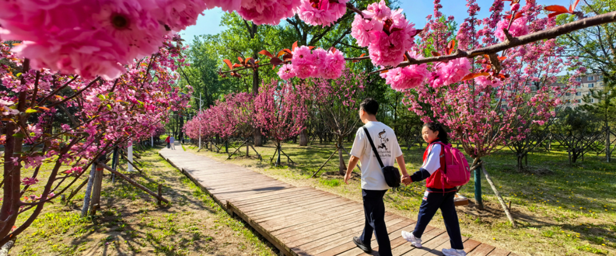 延吉人民公园海棠梅花次第开 花香引得游人来_fororder_大图2