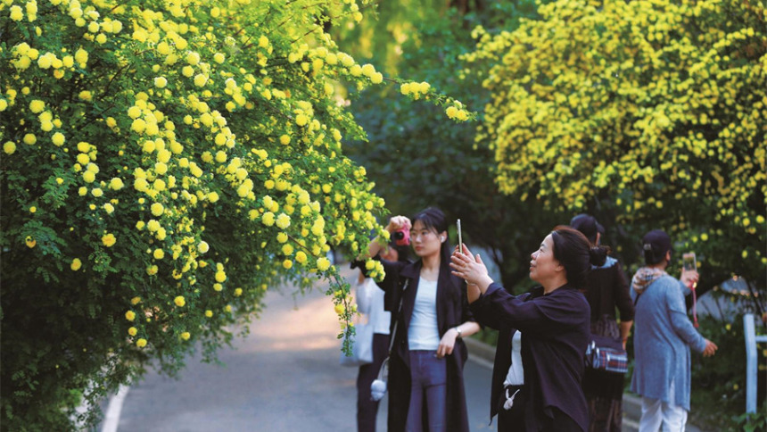 长春：黄刺玫盛开，增添亮丽风景线