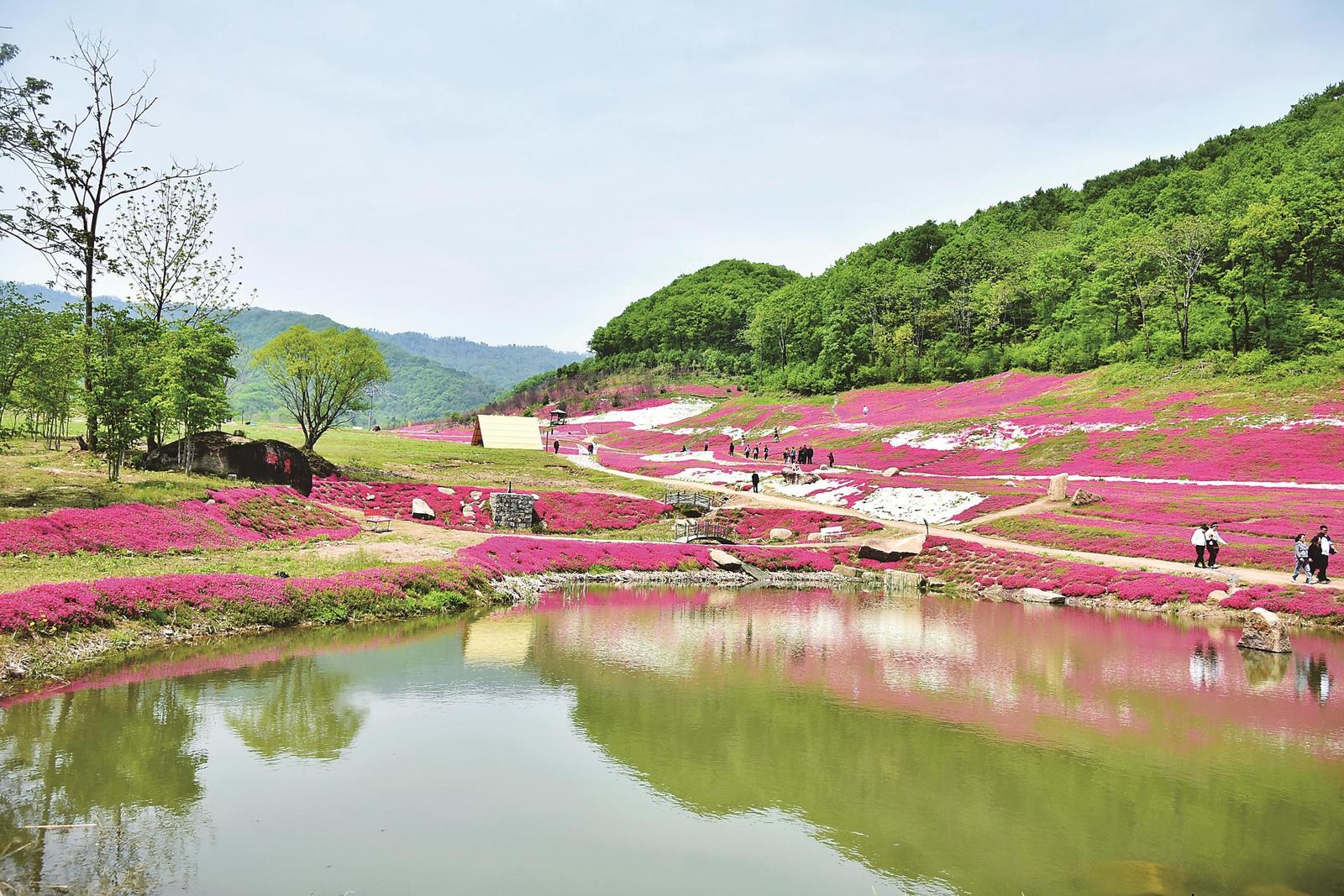 蛟河市：芝樱花海如云似霞