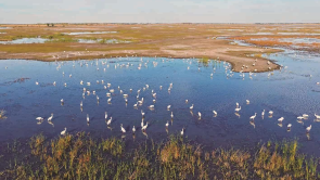 吉林莫莫格迎来候鸟迁徙高峰