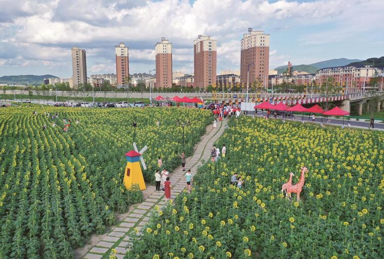 吉林市永吉县：葵花向阳绽放