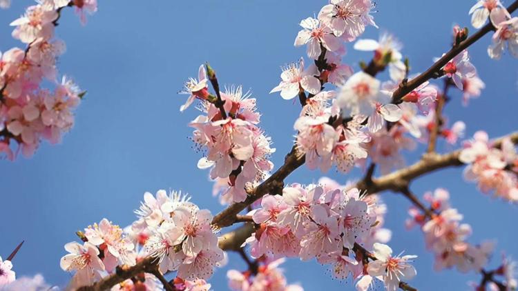 通化：千树杏霞醉游人
