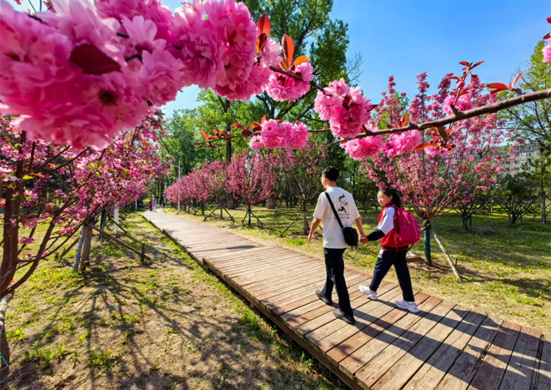 延吉人民公园海棠梅花次第开 花香引得游人来_fororder_海棠梅花2_副本