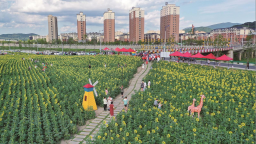 吉林市永吉县：葵花向阳绽放