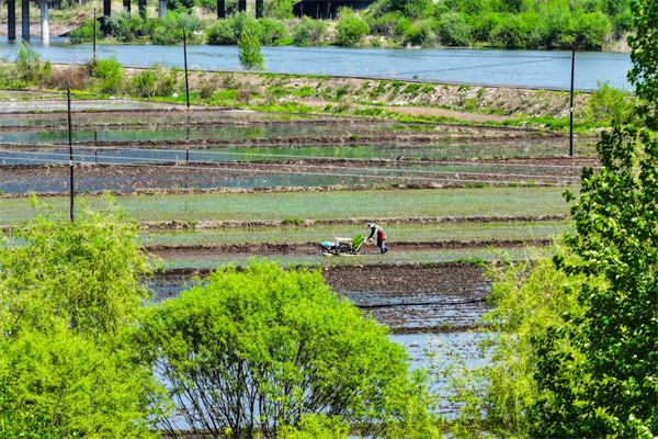 延吉市水稻插秧进入高峰期 预计6月初全面完成_fororder_图片2