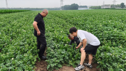 敦化市：一颗马铃薯铺就乡村振兴路