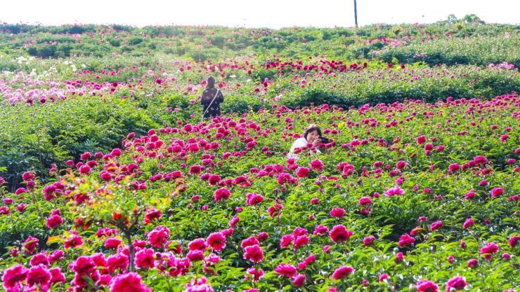 通化市柳河县千亩芍药竞芳菲