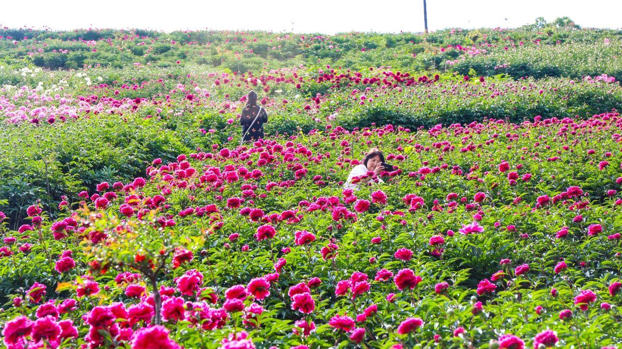 通化市柳河县千亩芍药竞芳菲