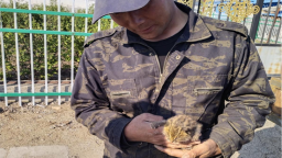 吉林安图：爱心接力救助野生豹猫