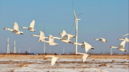 “向海飞鹅”振翅而起