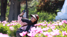 延吉：公园芍药始盛开 美不胜收惹人醉