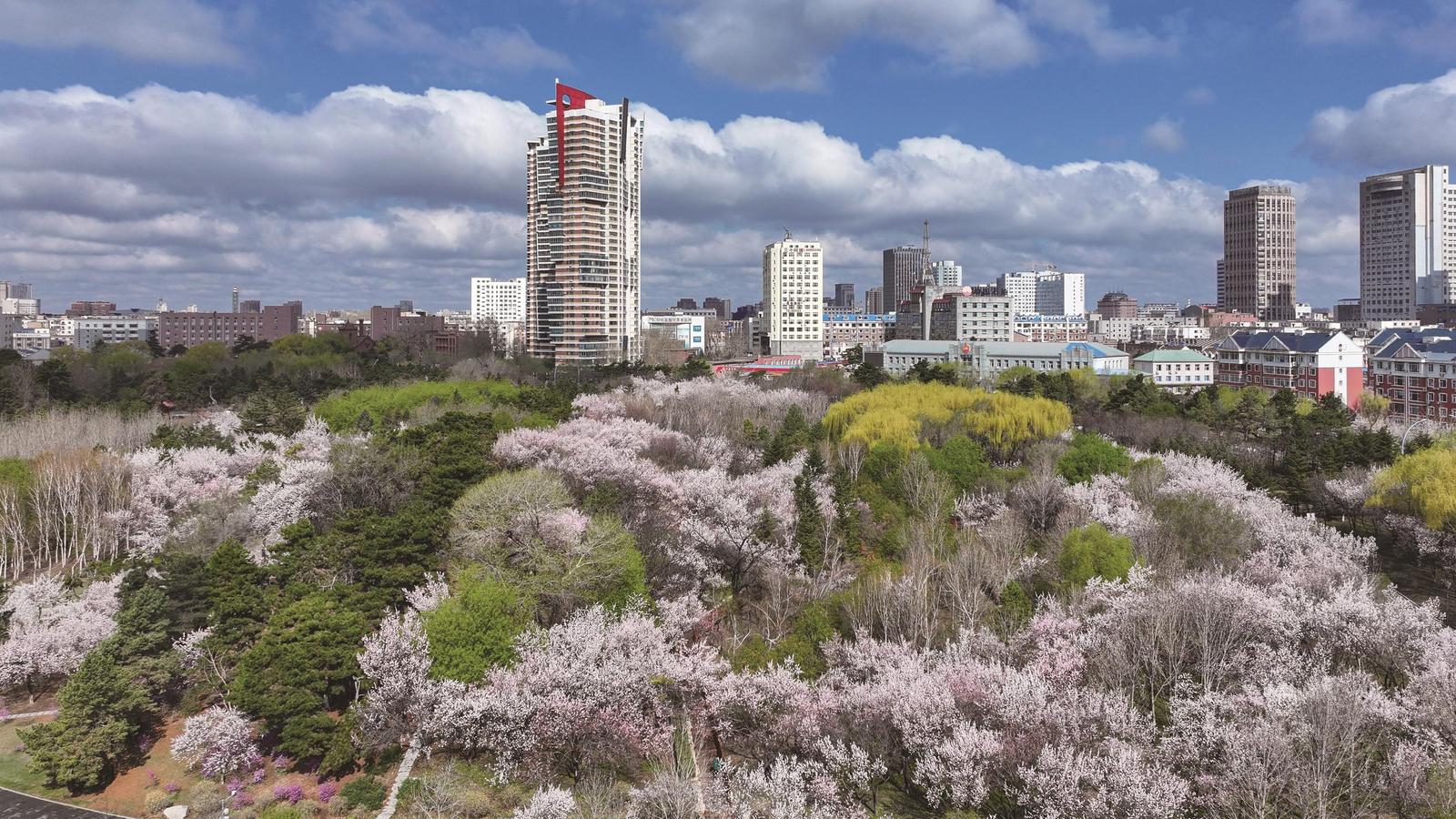 花满春城