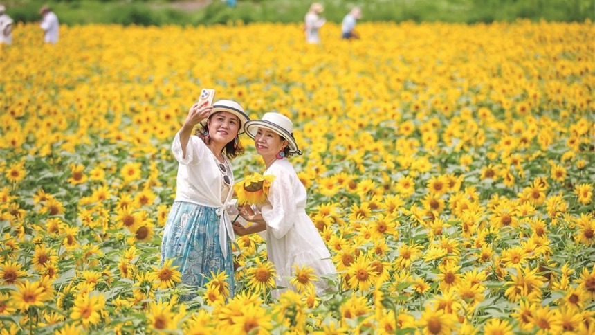 吉林市：向日葵花海迎来盛花期