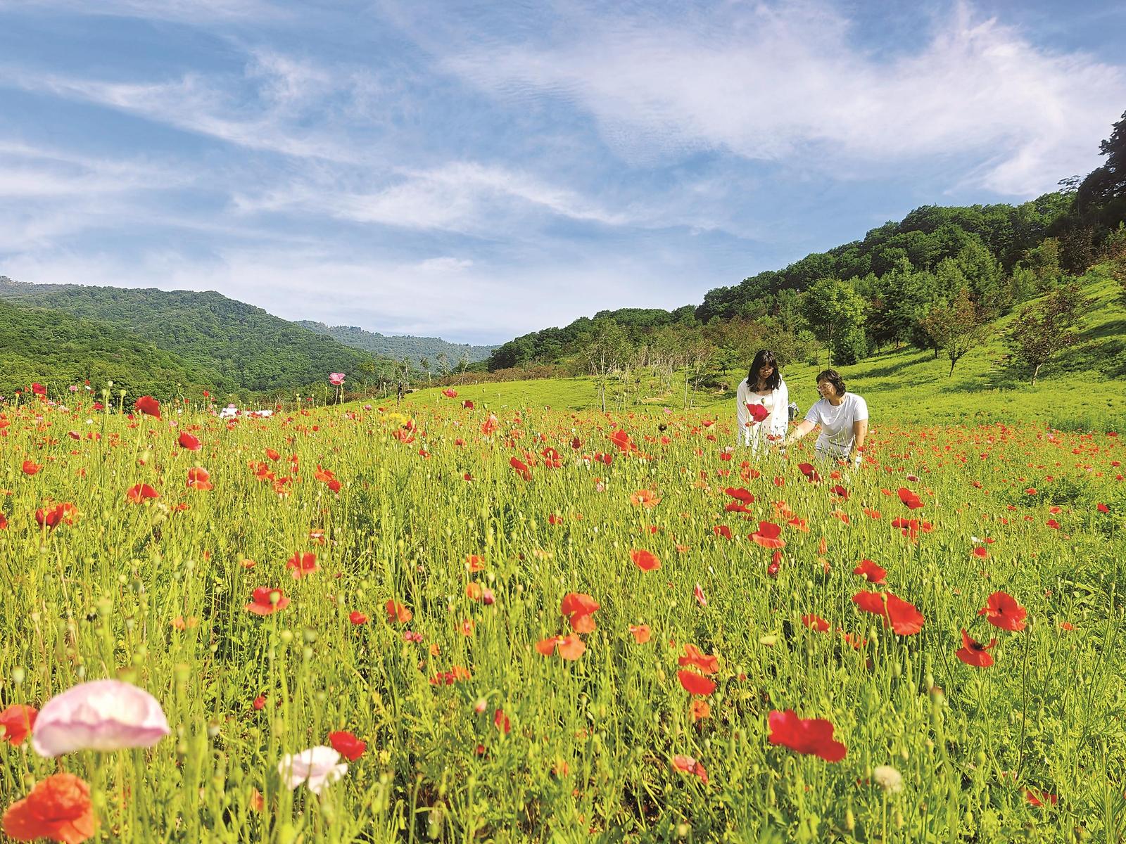 蛟河市：幽芳谷里赏花海